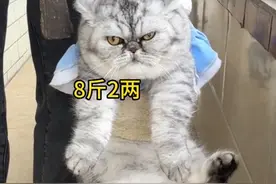 给小猫咪们称体重视频封面