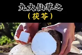 现在才知道它就是茯苓，以前不懂无意挖到，还当球踢实在可惜#大自然的馈赠 #茯苓 #野生菌 #你的家乡也有这种植物吗