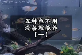 给大家推荐5种可以不过滤，不打痒，不加温的观赏鱼视频封面