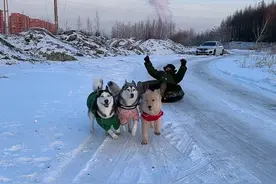 拉雪橇给二哈累吐血了视频封面