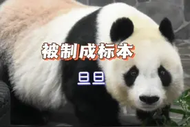 大熊猫旦旦的遗体被制成标本，将在本月运送回国视频封面