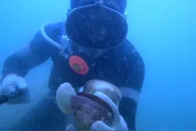 30米海底抓鱼，贝壳，海螺，大家都喜欢吃海鲜吗？#徒手抓鱼 #海洋生物 #海底世界 #赶海 #渔民日常视频封面
