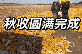 三天时间秋收圆满完成，6垧地苞米棒堆在场院里#新农人计划2024 #农村生活 #丰收的季节 @DOU+小助手视频封面