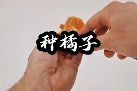 千万别把橘子籽取出来种，不然就会这样#种植#种橘子