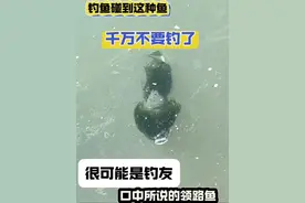 钓鱼碰到这种鱼，千万别钓了，很可能是钓友口中所说的领路鱼 #钓鱼#钓鱼那些事#原来钓鱼才是抖音运动顶流 #钓鱼知识