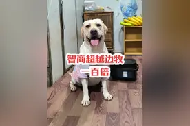 这才是真正有智商会思考的狗子。#狗子成精了 #果然只有狗狗全心全意 #狗狗：已老实求放过 #边牧陈贝拉 #边牧小北视频封面