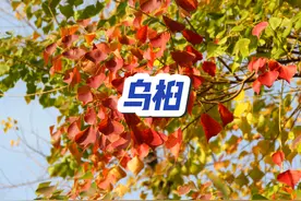 乌桕，我国特有的经济树种，以前在农村很常见#乌桕树 #乌桕视频封面