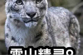 野生雪豹的叫声竟然和其它猫科动物截然不同！#抓拍精彩瞬间 #探秘自然界纪录片 #与猛兽同行纪录片 #野生动物零距离视频封面