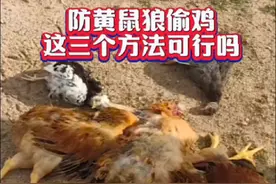 黄鼠狼偷鸡，这三个方法来应对#养鸡 #养鸡技术 #科学养鸡 #养鸡小妙招 #养鸡知识