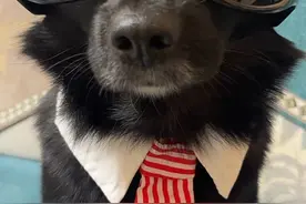 黑西装，大墨镜，白衬衫➕领带 酷狗到位！😎#百万运镜狗狗版 #顶级运镜伸手就来 #狗狗怼脸拍视频封面