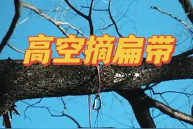高空摘扁带 一个小球轻松摘取高处扁带保护系统#扁带#高空摘扁带#攀树系统#攀爬绳索#扁带保护视频封面
