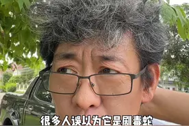 赤链蛇 毒蛇的杀手#赤链蛇 #火赤练 #桑树根视频封面