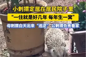 5月16日（采访时间）山东烟台。小刺猬定居在居民院子里，“一住就是好几年 每年生一窝”，母刺猬白天出来“巡逻” 公刺猬负责看家