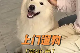 萨摩耶和金毛的混血！！没想到这么可爱#萌宠出道计划 #上门遛狗 #萨摩耶 #金毛 #边牧