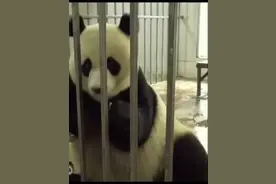 分享6月12日老年大熊猫美香、添添、白云的最新状态视频封面