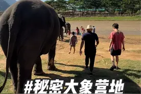 这才是真正的大象营地！一定要来！！ 我去的是“秘密大象营地”#泰国 #泰国旅游 #清迈 #清迈旅游 #大象视频封面