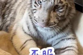 #白虎 小猫干坏事，懒羊羊大王有方法#宫百万视频封面