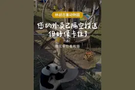 您的外卖已隔空投送，但好像有点点卡住了@王烟花 （2号) #熊猫玩耍视频 #我们的熊猫宝宝被很多人爱着 #萌到爆炸了💥 #来这吸熊猫 #烟花带你看熊猫视频封面