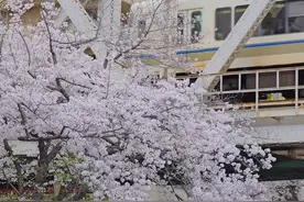 相机下的樱花电车，原来日漫都是写实派 2025年樱花盛开倒计时两周半⏰ #日本 #樱花 #海外生活 #旅行推荐官 #京都视频封面