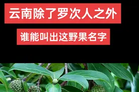 云南楚雄州罗次老青山惊现类似荔枝的野山果 #果树种植 #这个野果子有认识的吗 #你的家乡有这种植物吗 #原生态野果  #大自然的馈赠 世界水果词汇发音大赛视频封面