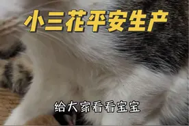 怀孕小三花后续！平安生产，有家啦！ #我和流浪猫的故事 #捡猫后续视频封面