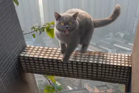 蓝猫18楼横梁反复横跳！不要命了是吧？ #守护猫猫的365天  #猫咪消防员 #领养代替购买 #能看到猫就能救 #和猫住视频封面