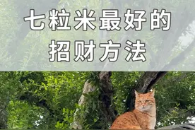 七粒米最好的招财方法，刷到请不要无视#招财 #接好运锦鲤附体