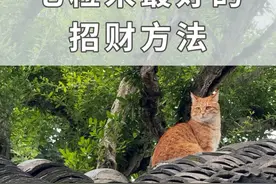 七粒米最好的招财方法，刷到请不要无视#招财 #接好运锦鲤附体视频封面