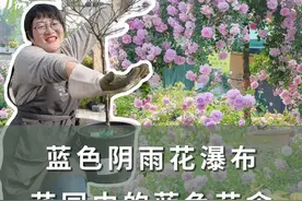 蓝色阴雨花瀑布，花园中的蓝色花伞 #月季 #蓝色阴雨 #花卉绿植 #爱生活爱养花 #海蒂的花园 @抖音短视频视频封面