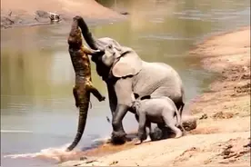 倒霉的鳄鱼被河马报复彻底完蛋了#看动物世界品百味人生 #鳄鱼 #河马 #动物的迷惑行为 #神奇动物在抖音视频封面