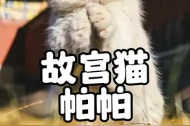 御前带膘侍卫“帕帕”，从故宫顶流到猫社崩塌的两幅面孔#故宫猫 #故宫猫帕帕 #橘猫 #猫咪的迷惑行为 #小猫治愈世界