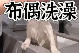 过年当然要洗猫，布偶猫洗澡30分钟前后变化，逐渐放弃反抗的过程…#我和我的猫 #布偶猫 #谁还不是只爱干净的猫猫了 #猫咪洗澡乖乖的 #万物可爱计划