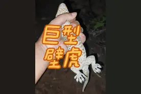 中国最大的壁虎究竟是多大？来看看西双版纳的大壁虎 震惊！！！！这东西性格真的很怪，棍子戳它尾巴没反应，戳它头它就要咬，还会叫，叫声还特别大，蛤蚧是形容它的叫声，大守宫是港台地区的商品名，它的名称还真就直接叫大壁虎啊大壁虎，而且它作为二级保护动物却住在村里墙上成天和当地人互动真是鬼迷日眼#神奇动物在抖音 #蜥蜴 #不可思议 #守宫视频封面