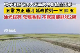 哈尔滨区域内大米品牌总价值全国第一！五常、方正、通河、延寿位列一、三、四、五！油光锃亮、软糯香甜，不就菜都能吃2碗！#相约哈洽会共享新机遇