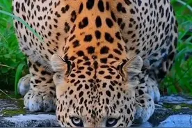 非洲出了名的打工豹，就连喝口水也不敢放松警惕 #内容启发搜索 #强烈推荐 #野生动物零距离 #花豹 #创作者扶持计划