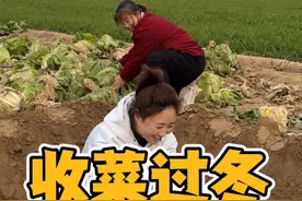 天气越来越冷准备收菜过冬啦，和妈妈去地里把种的萝卜白菜收回来，从原来的一颗小苗，长成眼前的大菜，真的是一分耕耘一分收获，看着这一大坑白菜，是谁的“美梦”又来了👀#农村生活视频封面