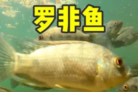 罗非鱼也叫非洲鲫鱼，雌鱼具有独特的口孵行为#罗非鱼 #鱼 #原生鱼 #科普一下 #科普