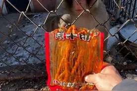 小猴子全程无表情吃魔鬼辣条 #猴子#辣条 #魔鬼辣条 #动物园猴子视频封面