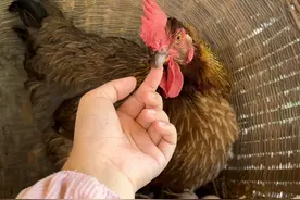 有些母鸡情绪很稳定的，被摸了也不会哇哇叫#农村生活 #养鸡视频封面