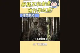 千斤野猪王修炼成精，和山君老虎谁打架更权威？ （视频纯属娱乐玩梗，未得到科学验证，请谨慎辨别）#老虎 #野猪王 #动物 #网友 #评论区视频封面