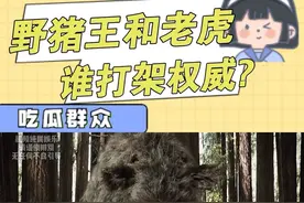 千斤野猪王修炼成精，和山君老虎谁打架更权威？ （视频纯属娱乐玩梗，未得到科学验证，请谨慎辨别）#老虎 #野猪王 #动物 #网友 #评论区视频封面