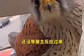 红隼夫妻看上了屋主家的阳台，并在花盆里生下了鸟蛋，还让屋主照顾坐月子#狗是人类最忠诚的朋友 #狗狗的心思都写在脸上了 #狗狗 #神奇动物在抖音 #动物世界