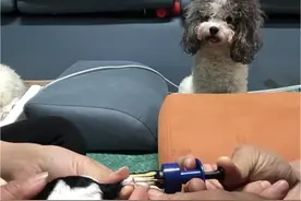 为什么有的狗狗需要断尾，有的不断尾呢？有的朋友赞成，有的反对，养过狗狗的您怎么认为呢？#神奇动物在抖音 #小萌宠 #泰迪宝宝