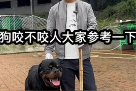 罗威纳犬到底咬不咬人大家来说说看#萌宠罗威纳犬 #罗威纳 #罗威纳护卫犬 #德系罗威纳 #养狗经验分享