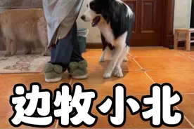 第46集丨边牧的智商有多高？遇事会自主思考并解决，情商也极高