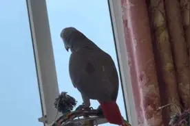 #神奇动物在抖音 #能说会道的小鹦鹉