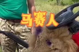 荷尔蒙爆棚的马赛人#野生动物零距离 #动物的迷惑行为 #神奇动物在抖音视频封面