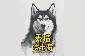 教你画帅气的二哈！大家一起来画画吧！ #素描动物 #素描 #跟着抖音学画画 #零基础学画画 #一起学画画
