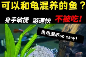 一个视频告诉你，哪些鱼🐟可以和龟🐢混养？#养龟进阶指南