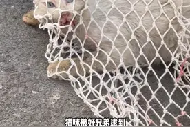 好兄弟：猫咪你别误会，我是你的神 #流浪猫 #流浪猫救助 #流浪猫领养 #流浪动物救助 #流浪猫逆袭